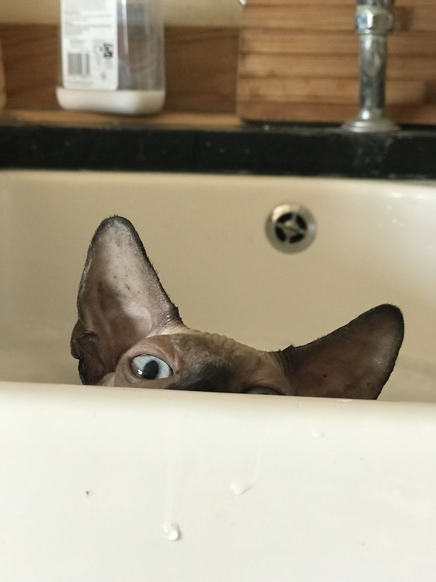 I Gave My New Kitten A Bath And He Was Not Amused