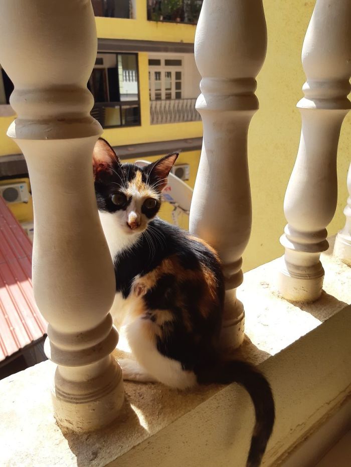 April : The Fighter Cat