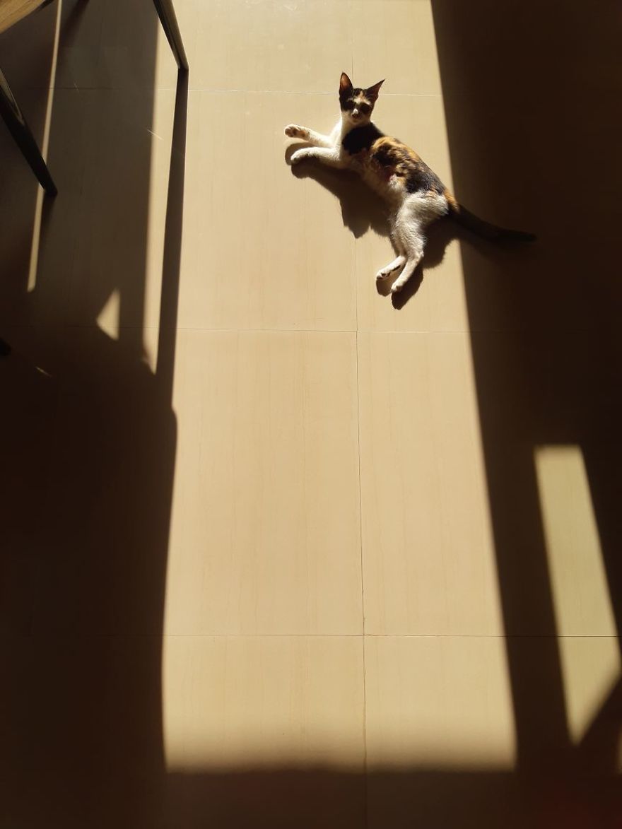 April : The Fighter Cat