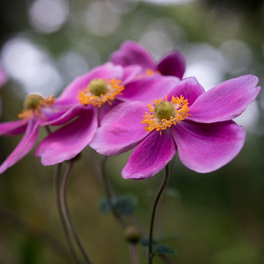 I Capture Seasonal Changes In Japanese Nature