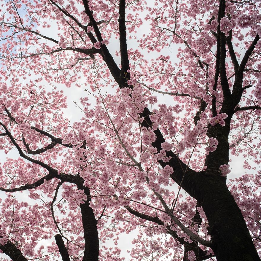 I Capture Seasonal Changes In Japanese Nature