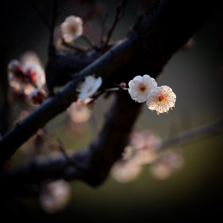 I Capture Seasonal Changes In Japanese Nature