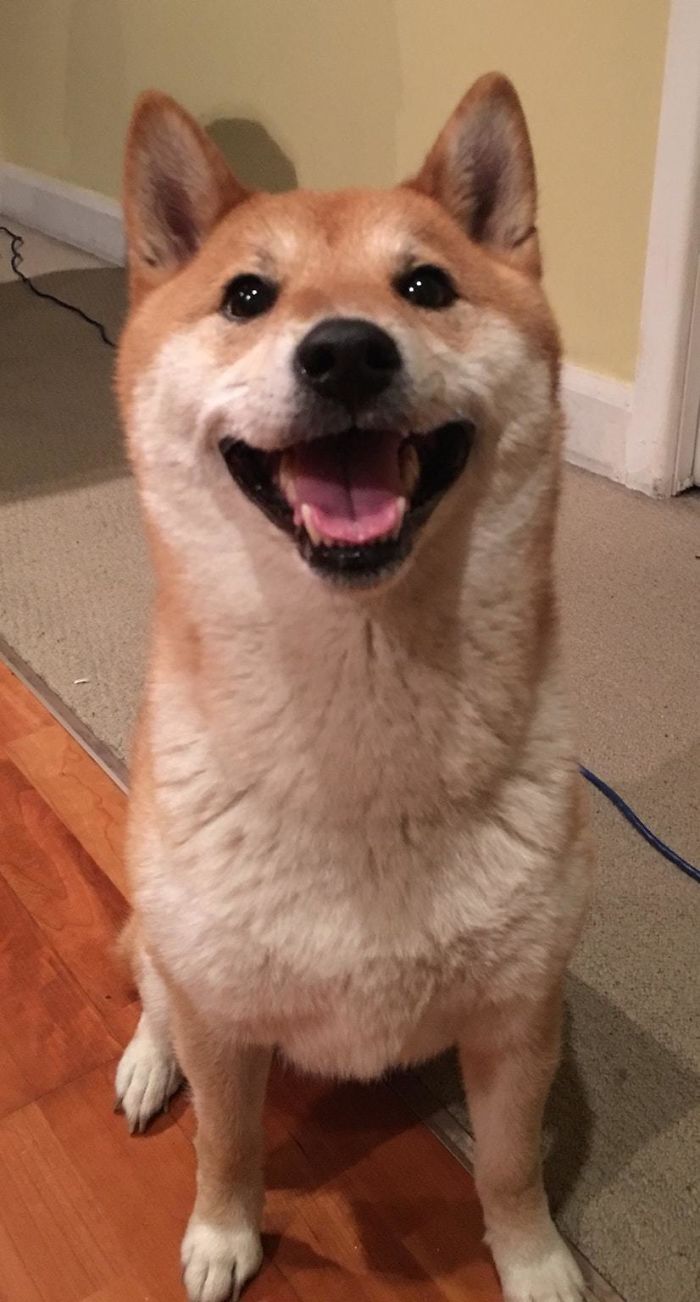 My Shiba Smiles So Much