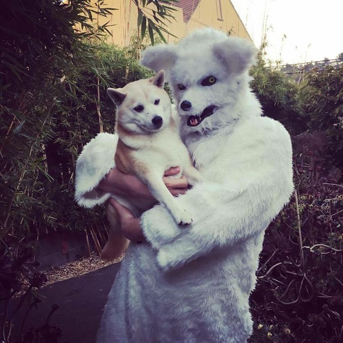 Apparently My Cousin And His Shiba Inu Made Three Children Cry Yesterday