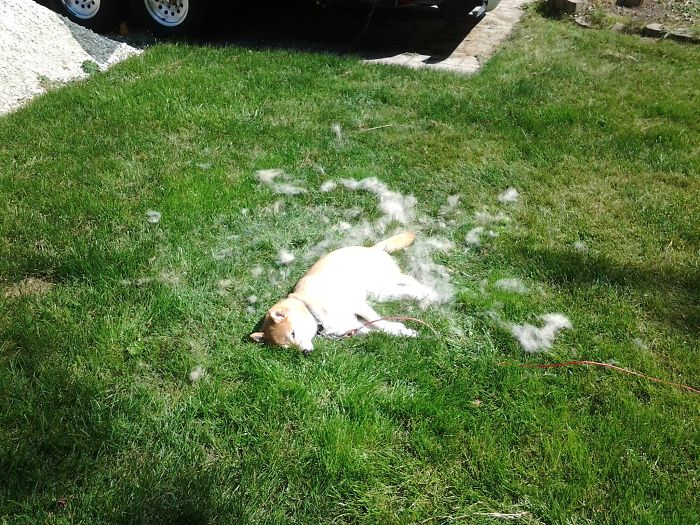 This Pic I Took Of My Dog Looks Like A Crime Scene Photo