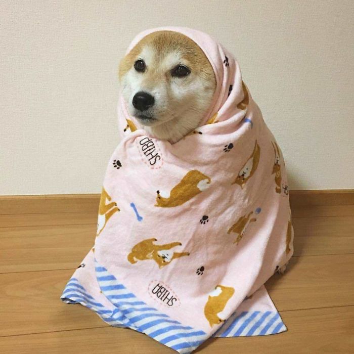 Doggo Has Wares If You Have Coin