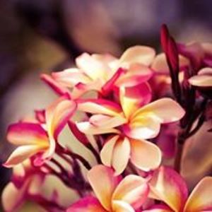 yusufadeshinasho avatar