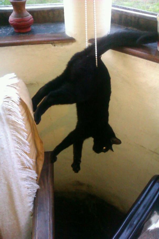 My Cat Didn't Even Make It To The Blinds... But He Was Excited To See My Wife Come Home