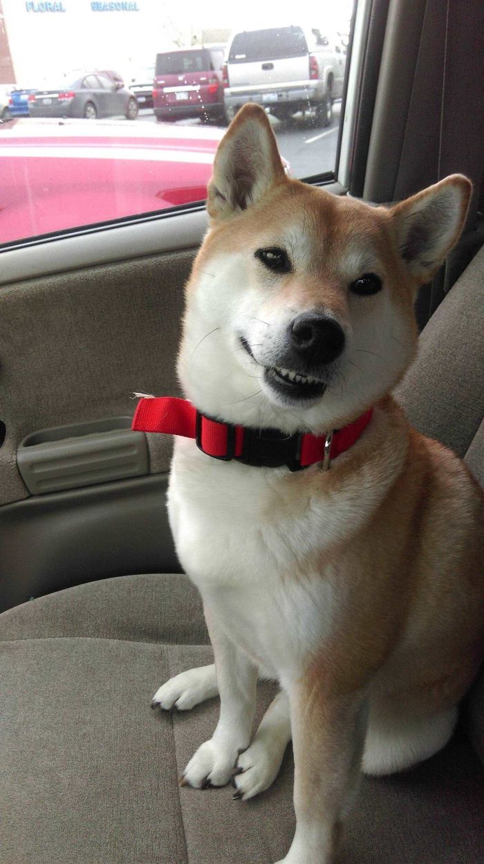 I Told Her To Put Her Brave Face On For The Vet And This Is What I Get