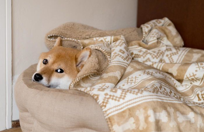 When There's A Bump In The Night, But You're Too Scared To Get Out Of Bed And Investigate