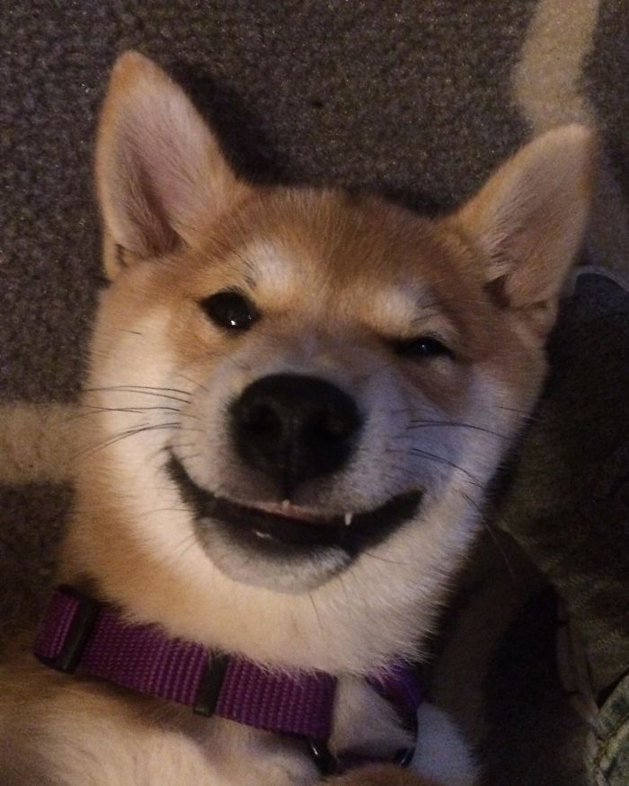 My Shiba Inu Puppy’s Belly Rubs Face