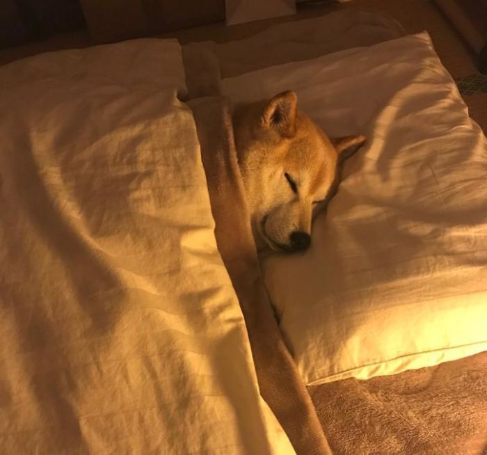 Cozy Shibe