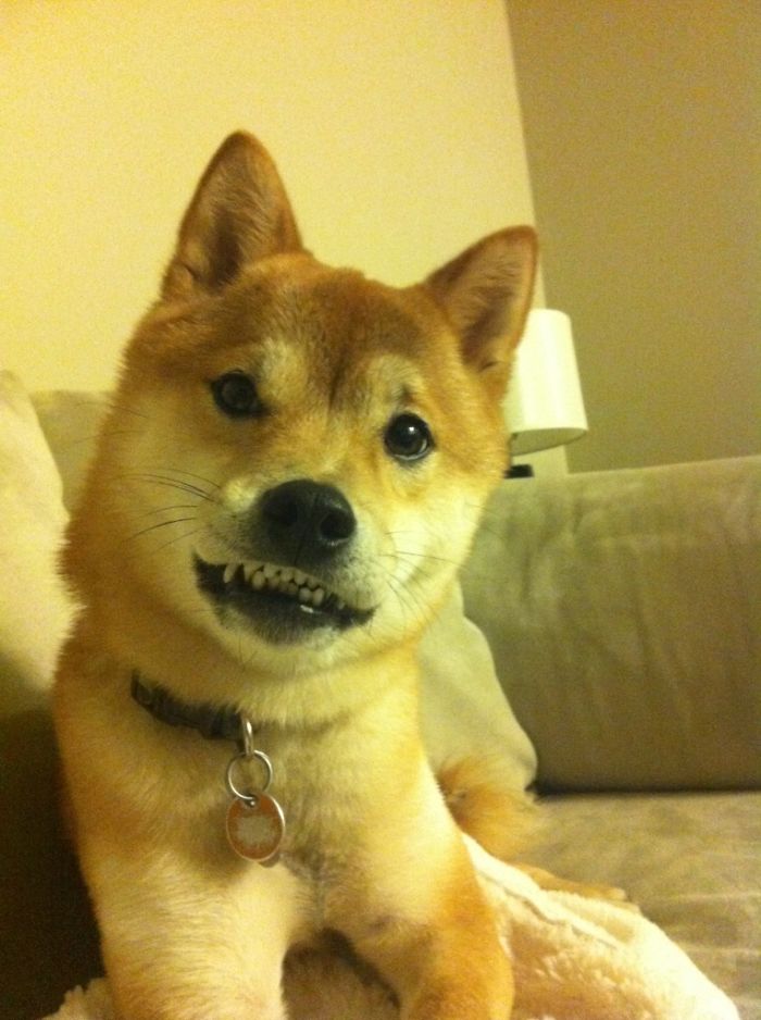 This Is My Dog. Her Lips Get Stuck When She Plays With Toys