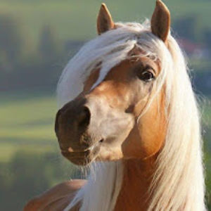 horselover_amy_1 avatar