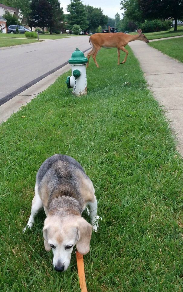 My Hunting Dog Is On High Alert