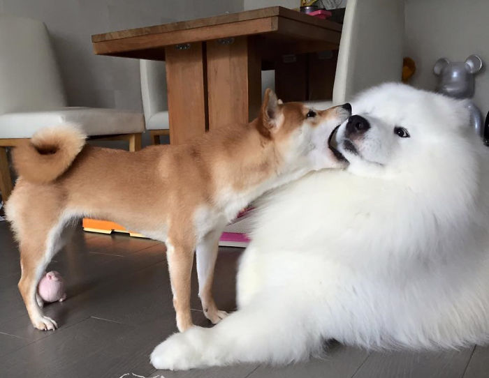 Shibo Doing Cloudo A Concern