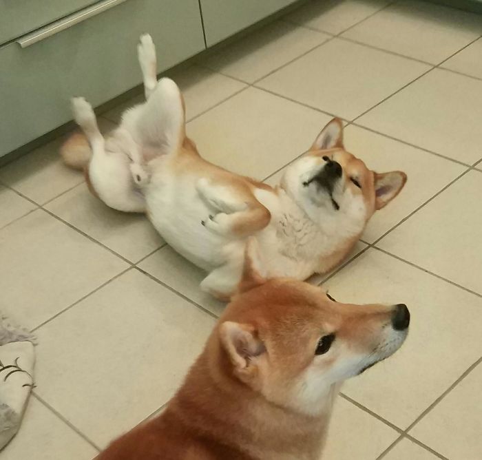 Some Of Them Want To Bamboozle U, Some Of Them Want To Be Bamboozled