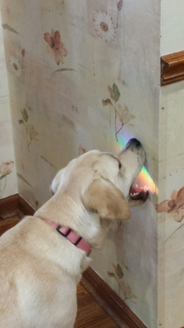 Taste The Rainbow