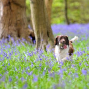 josephtessier avatar