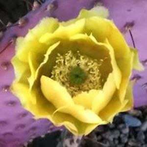 wiccadrockprincess avatar