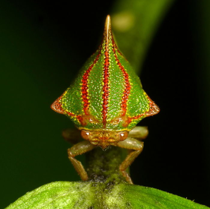 A strange green and red insect with a pointed shell on a green stem.