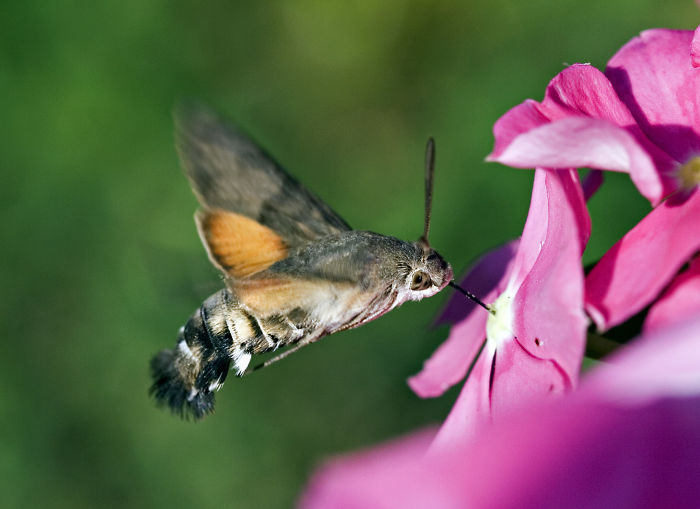 Strange animal: Hummingbird hawk-moth feeding from a pink flower.
