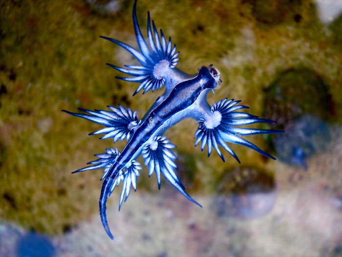 Blue dragon sea slug, a strangest animal, displaying vibrant blue and silver tones on a sandy background.