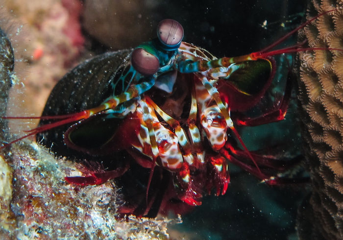 Vibrant mantis shrimp, one of the strangest animals on Earth, with colorful exoskeleton and protruding eyes.