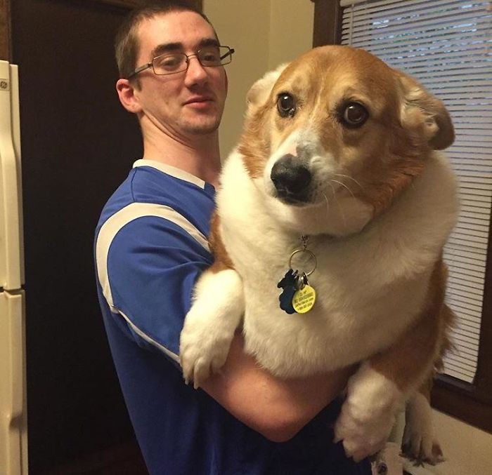 My Girlfriend’s Cousin’s Corgi Is Literally A Mammoth