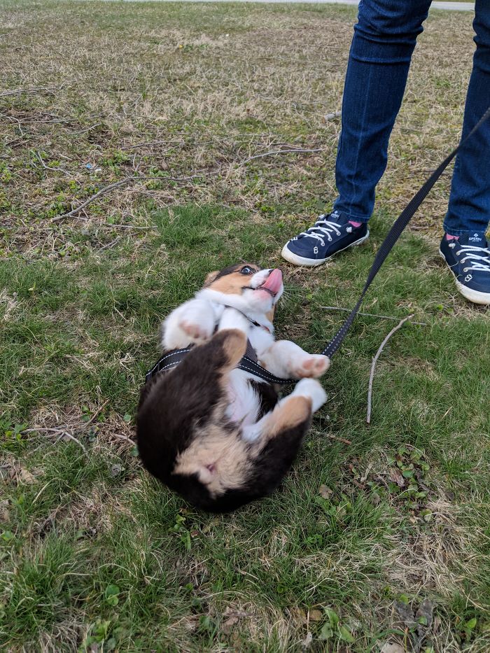 Ruby Is Turning Out To Be A Very Majestic Pup