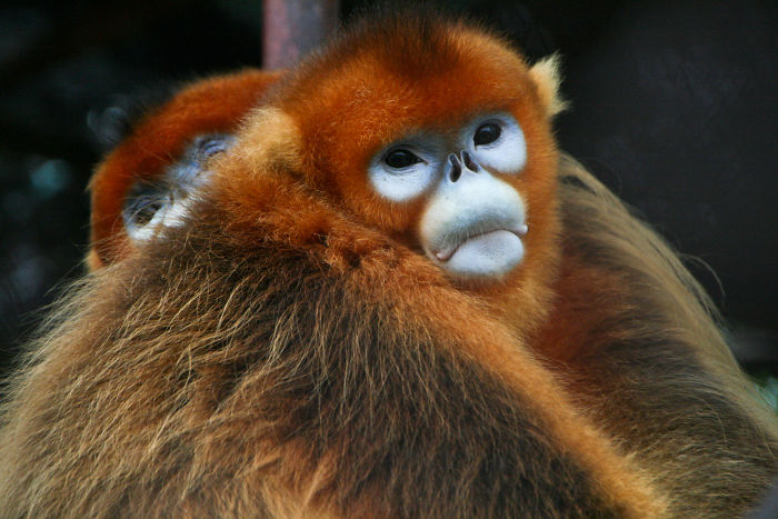Two golden snub-nosed monkeys, among the strangest animals, with vibrant orange fur and striking blue faces.