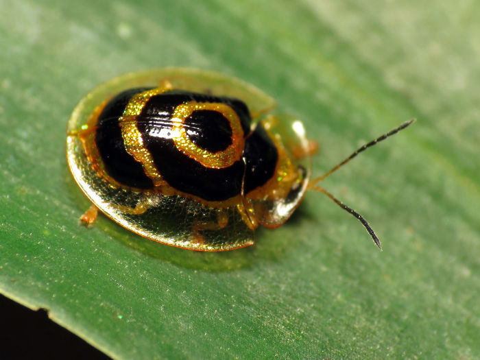 A strange, colorful beetle with a shiny shell on a green leaf.