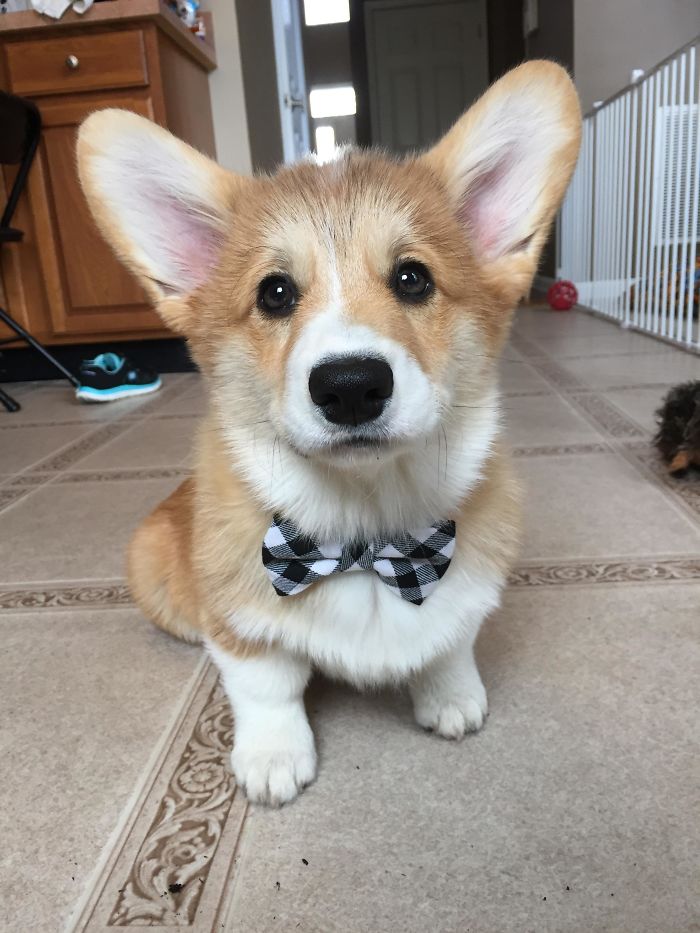 No One’s Slick As Gaston