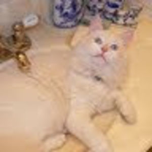 michelelejeune avatar