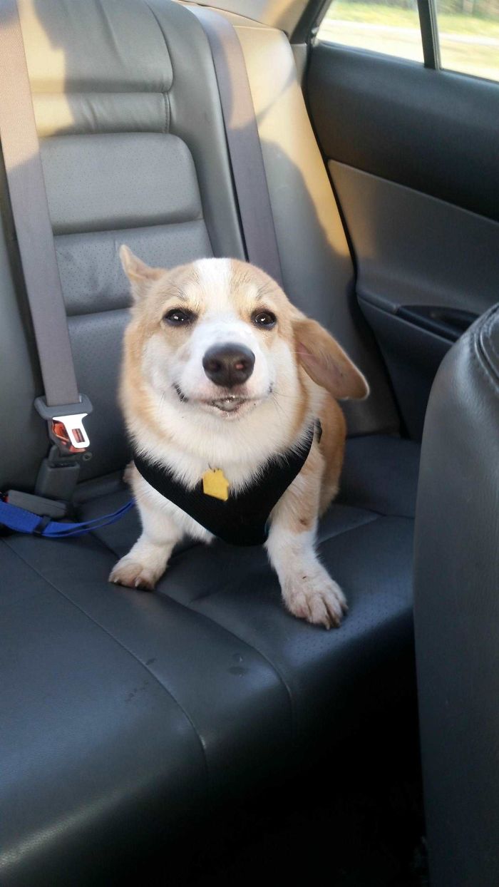 Stanley Pooped Three Times At The Park. He's Definitely Satisfied