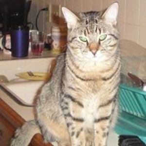 lifevolunteer avatar