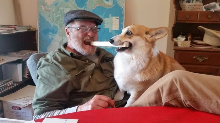 My Dad And Dog Fighting For A Piece Of Wood