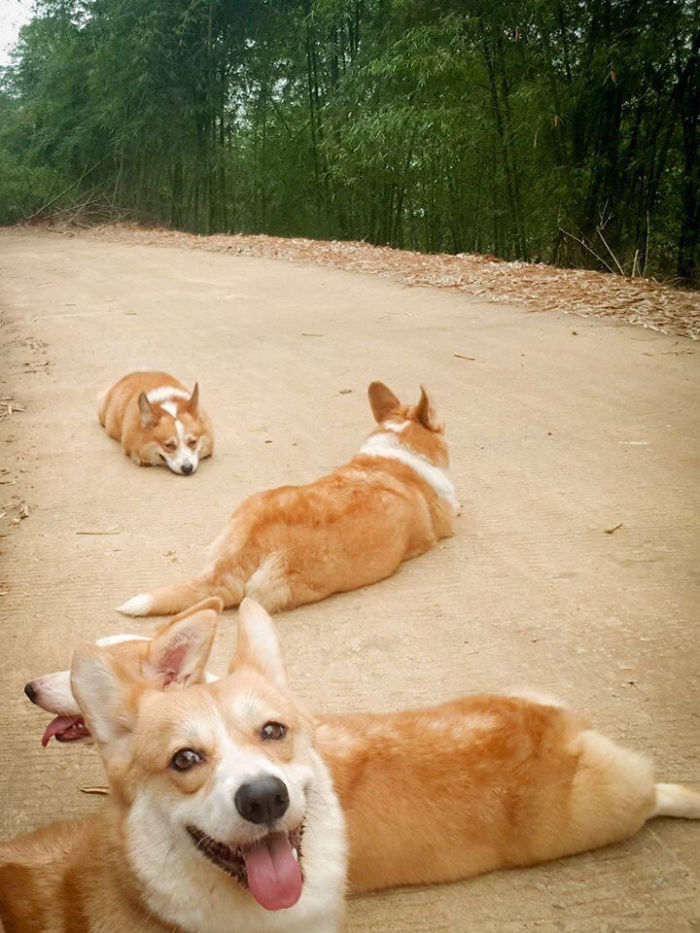Roadside Potatoes (My Friends Took Their Corgis On A Camping Trip)