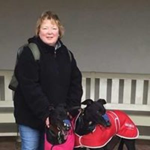 alibearstevens avatar