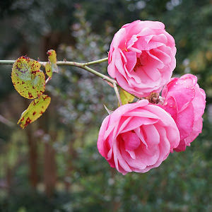 hillaryharrison avatar