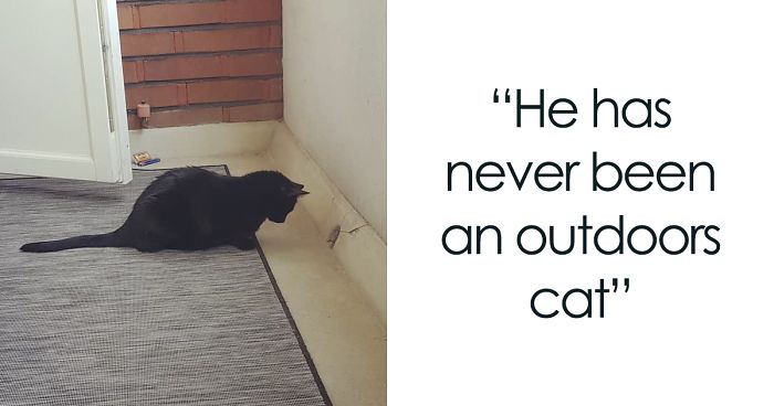 People Are Laughing At The Way This Cat Reacts To Being Allowed On The Balcony For The First Time