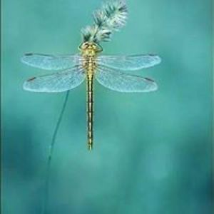 tl_gilliam420 avatar