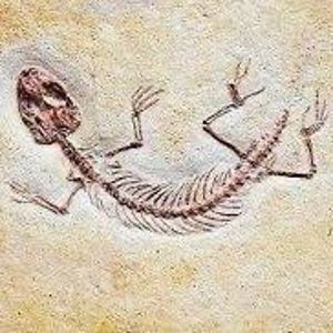 matisreichel99 avatar