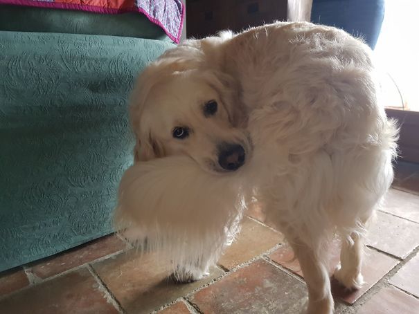 This Is Monty. Monty Has Achieved His Goal Of The Last 10 Minutes And Now Doesn't Know What To Do With His Life