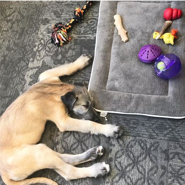 My Puppy Places All Of His Toys On His Bed And Then Sleeps On The Floor. Go Figure
