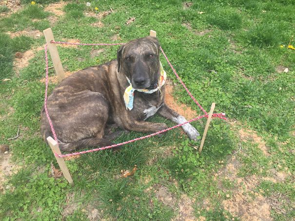 My Dog Dug Up A Section Of The Lawn So I Fixed It And Then Roped It Off. Went Outside And Found Her Like This