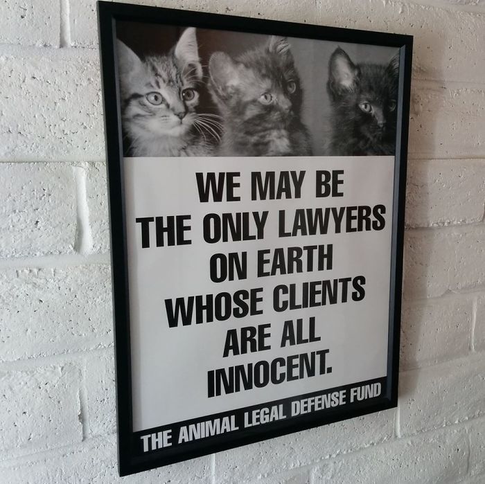 Funny-Lawyer-Jokes