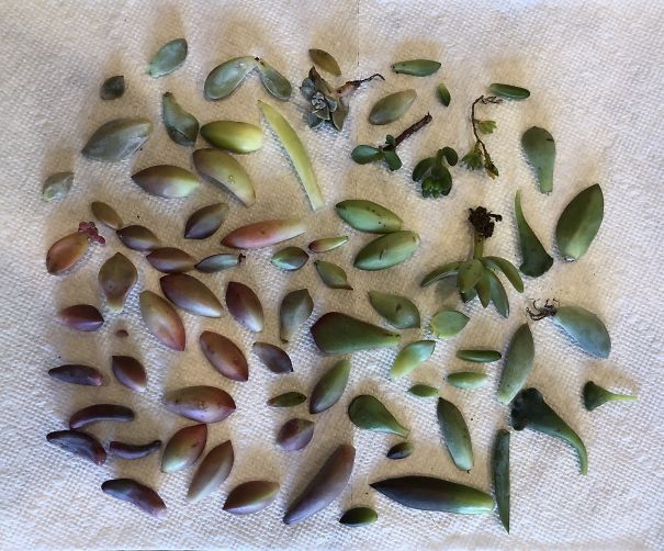 I Promised My Husband I Wouldn’t Buy Plants For A Bit. Loophole Manipulated