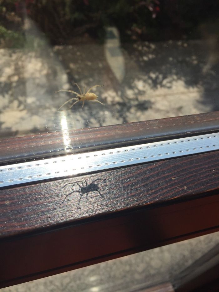 The Shadow Of This Spider Looks Like Another Upright Spider