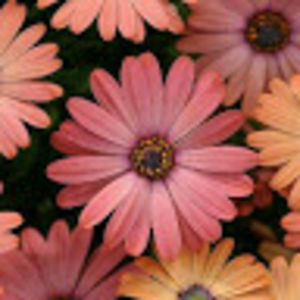 chandhinikumar avatar